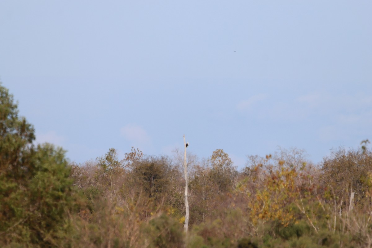 Osprey - ML646868407