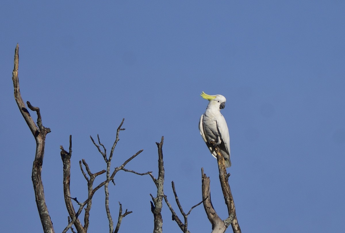 Какаду жовточубий - ML646868409