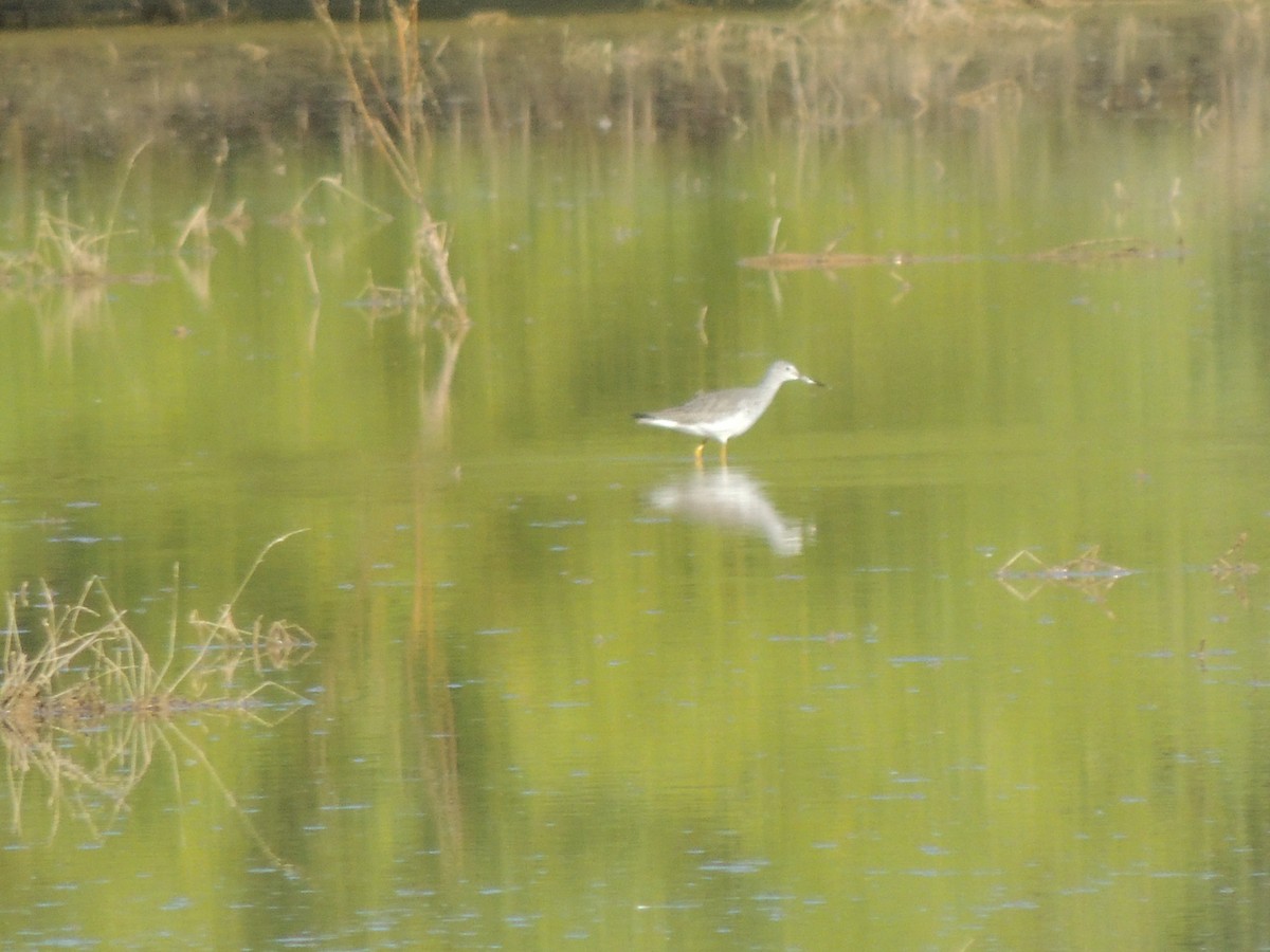 Archibebe Patigualdo Grande - ML646868410