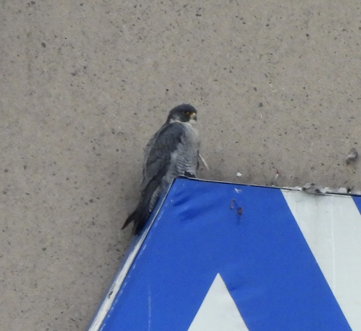 ハヤブサ - ML646868411