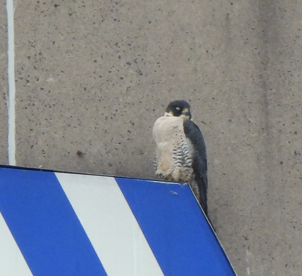 ハヤブサ - ML646868421