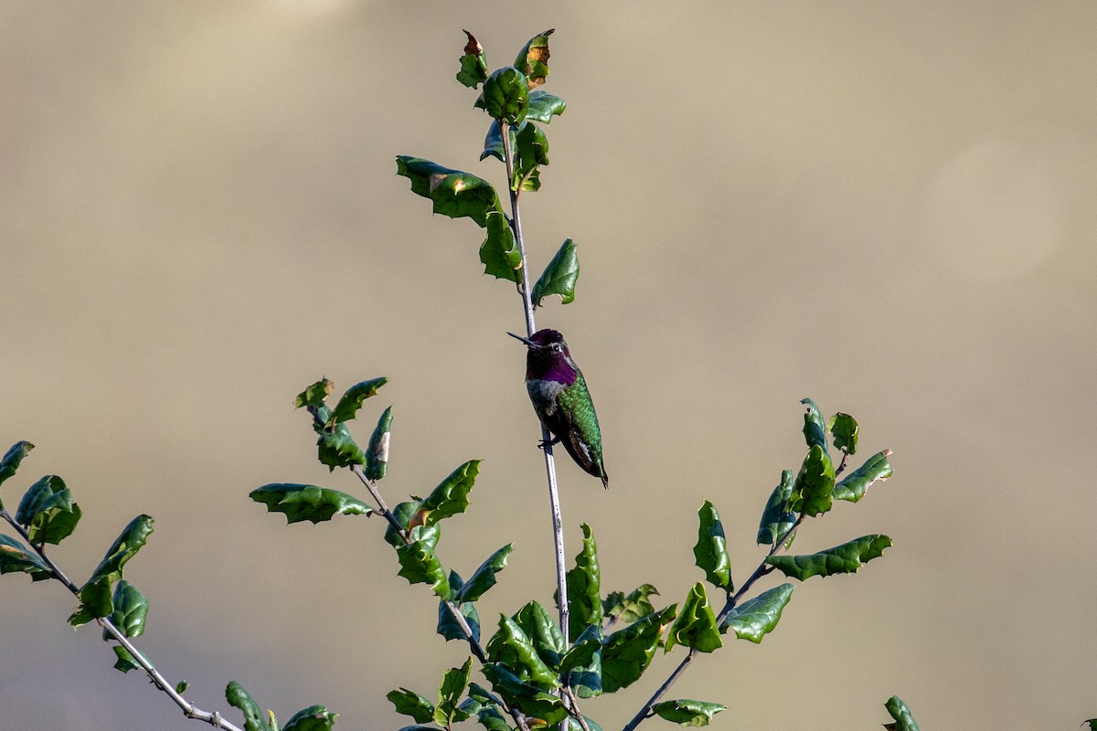 Anna's Hummingbird - ML646868423