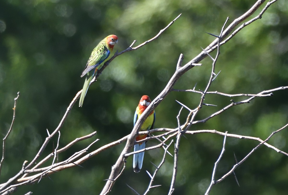 Розела білогорла - ML646868424