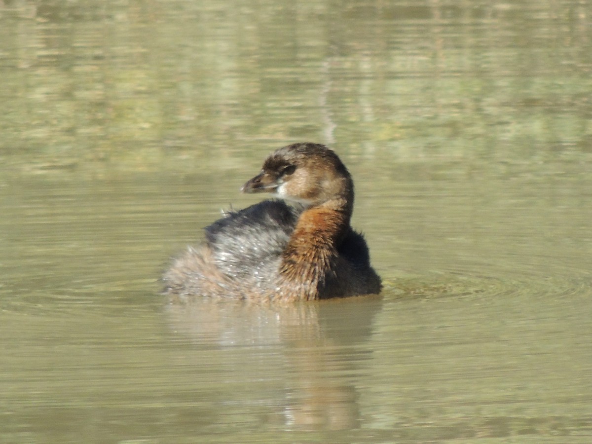 Zampullín Picogrueso - ML646868425