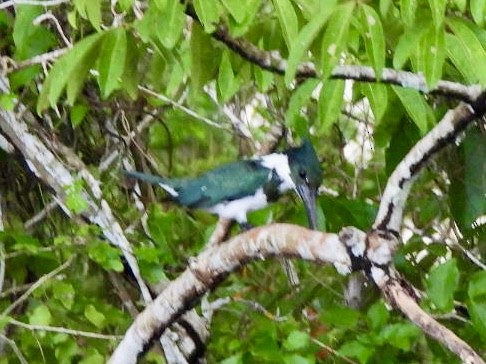 Amazon Kingfisher - ML646868426