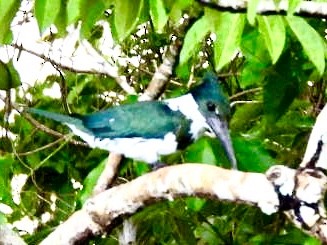 Amazon Kingfisher - ML646868427
