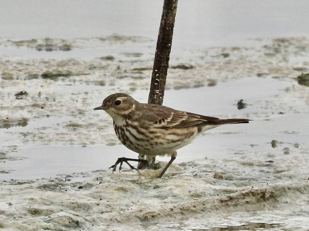 American Pipit - ML646868428