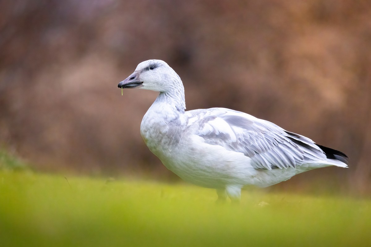 Snow Goose - ML646868432
