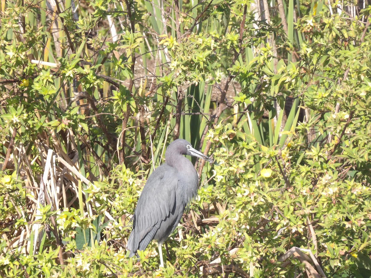 Little Blue Heron - ML646868436