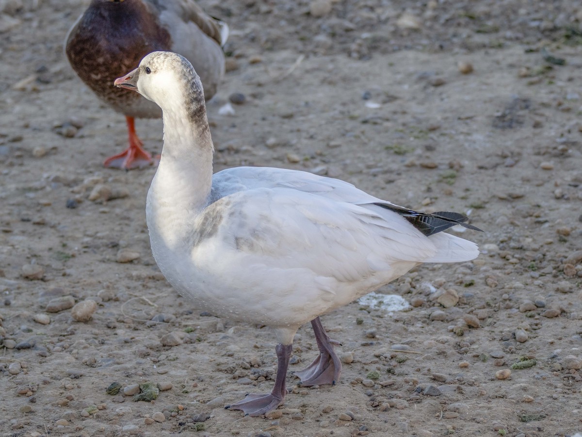 Гуска Роса - ML646868438