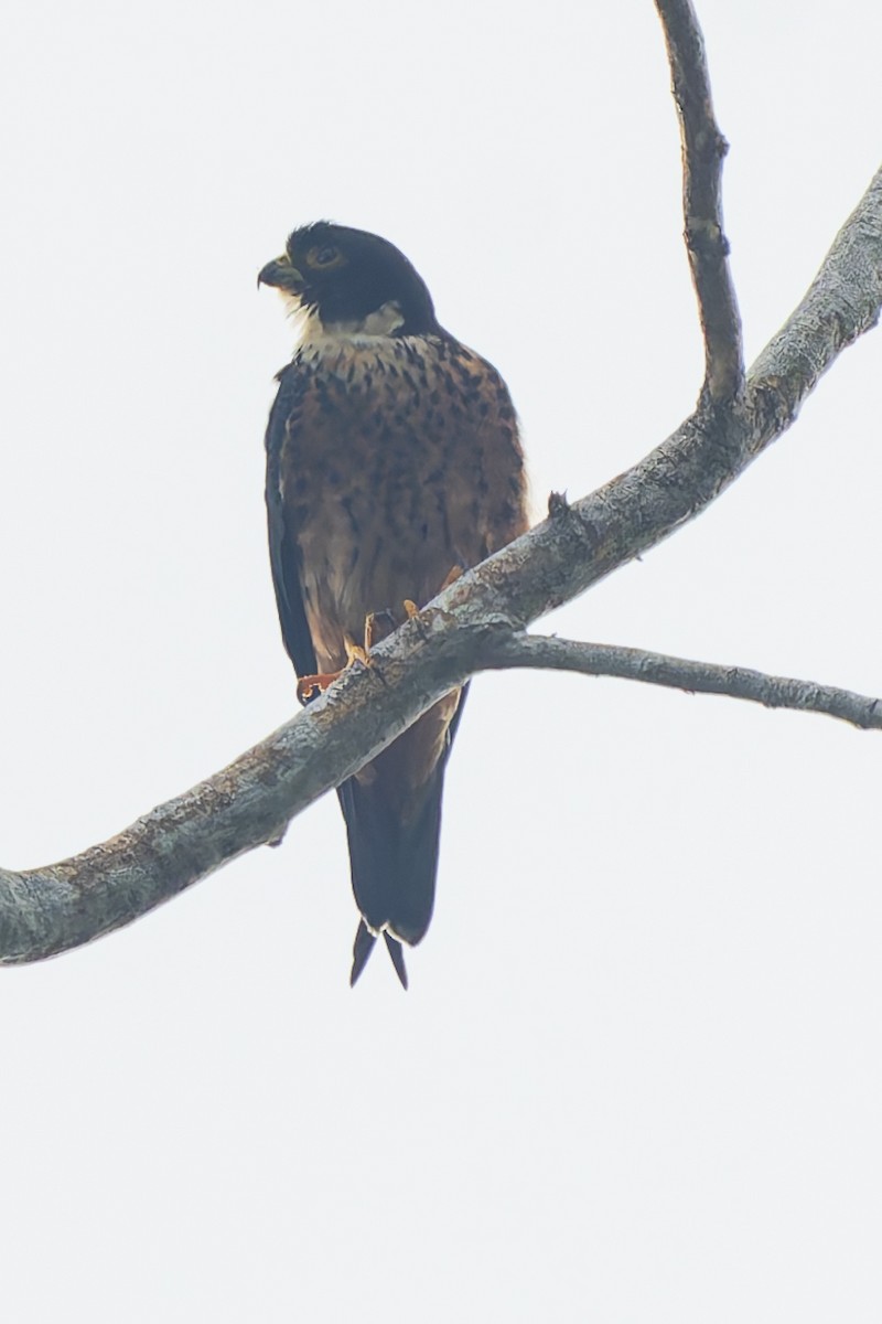 Oriental Hobby - ML646868439