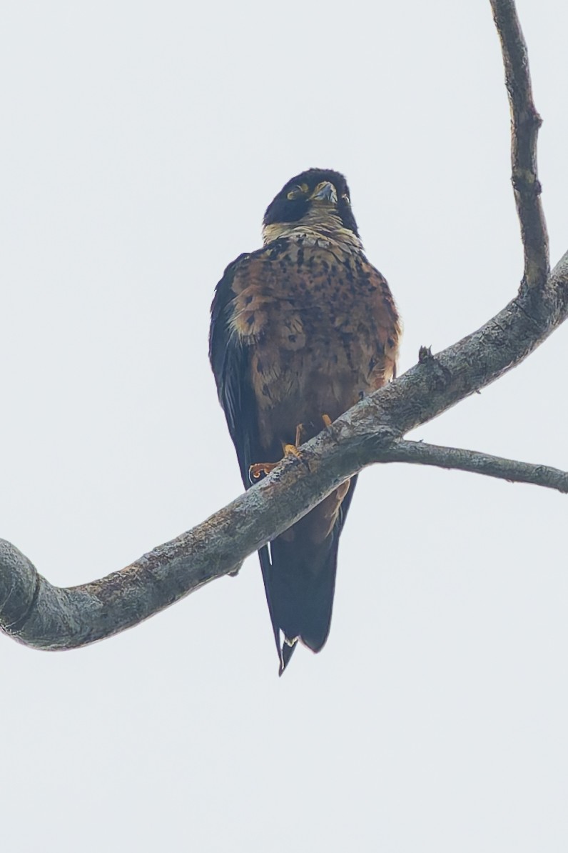 Oriental Hobby - ML646868440