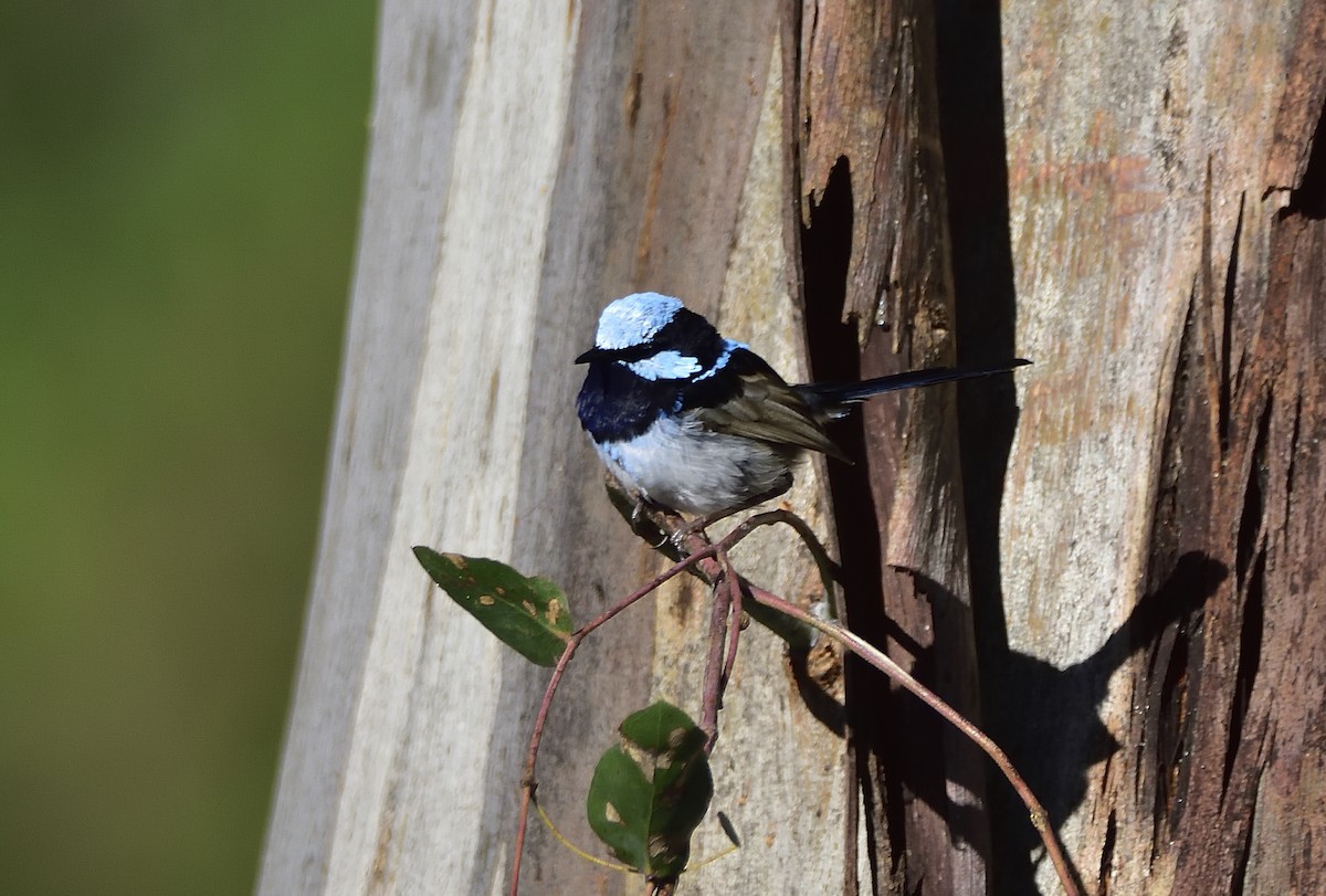Малюр сапфіровий - ML646868441
