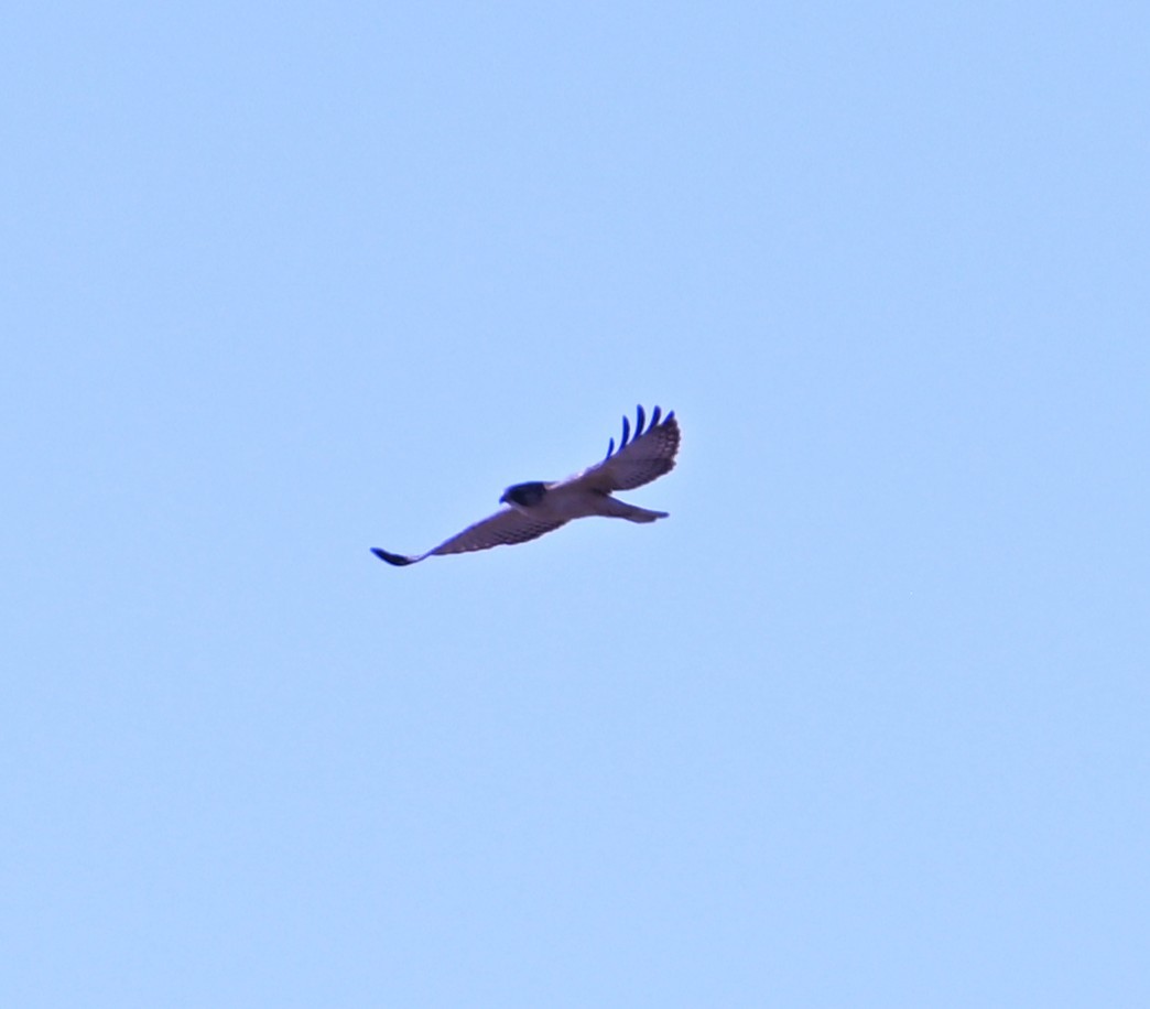 Short-tailed Hawk - ML646868442