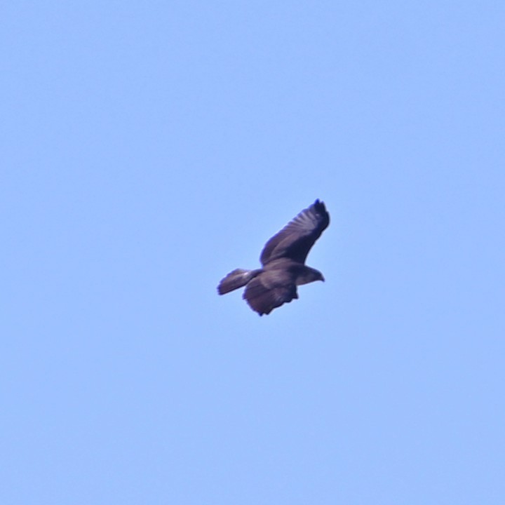 Short-tailed Hawk - ML646868443