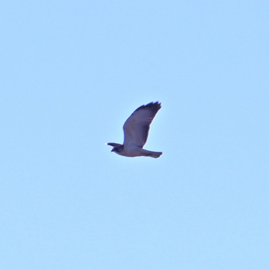 Short-tailed Hawk - ML646868444