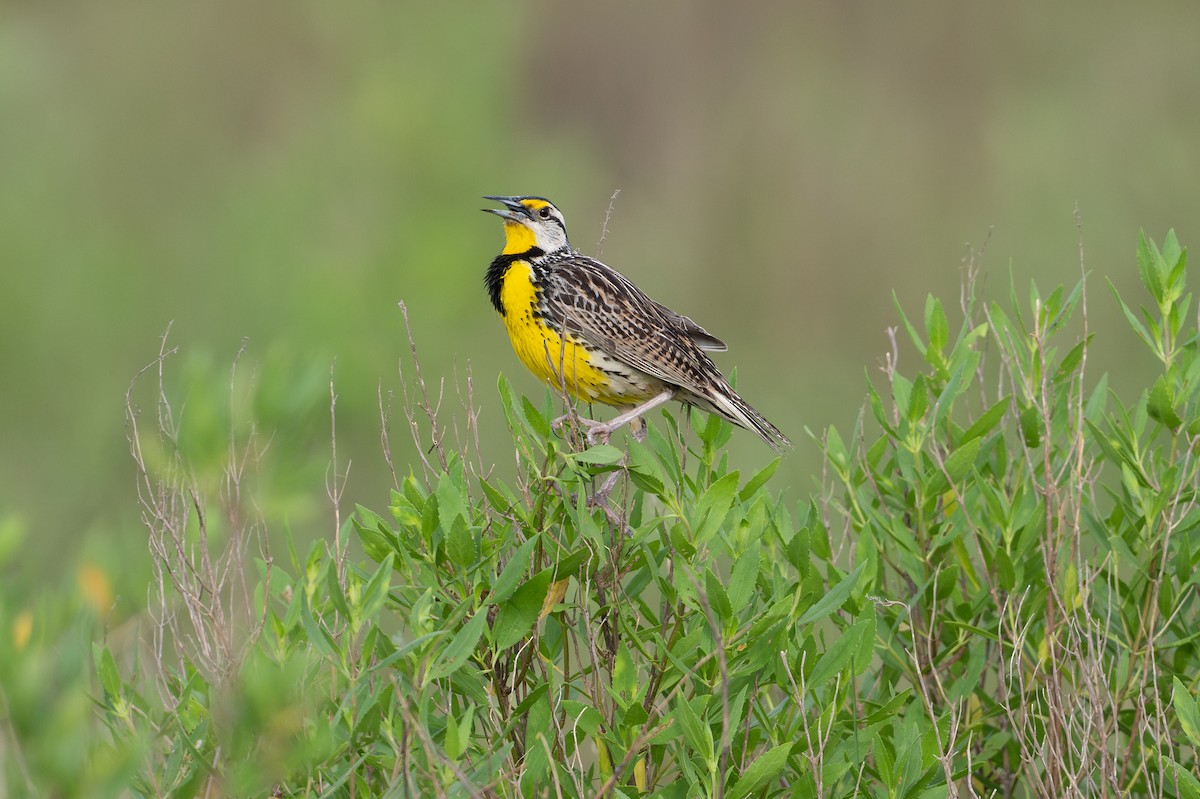 Sturnelle des prés - ML646868445