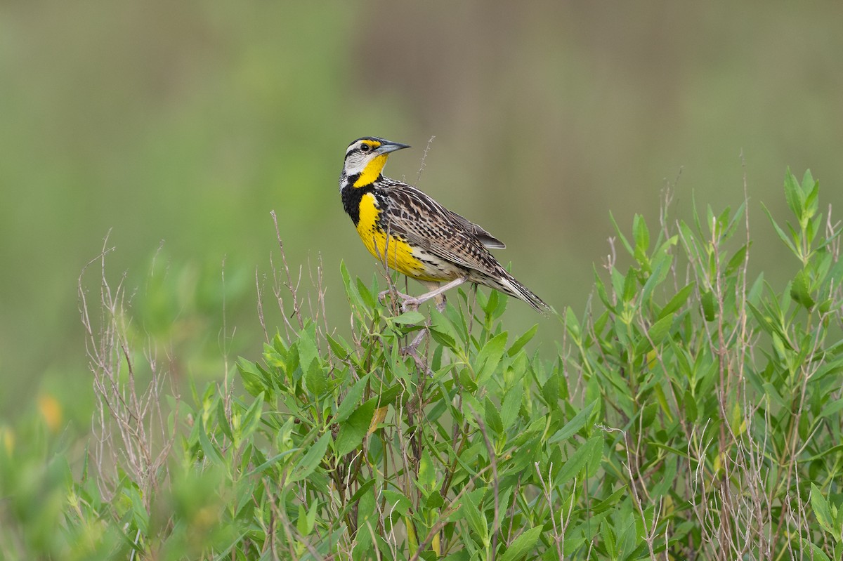 Sturnelle des prés - ML646868446