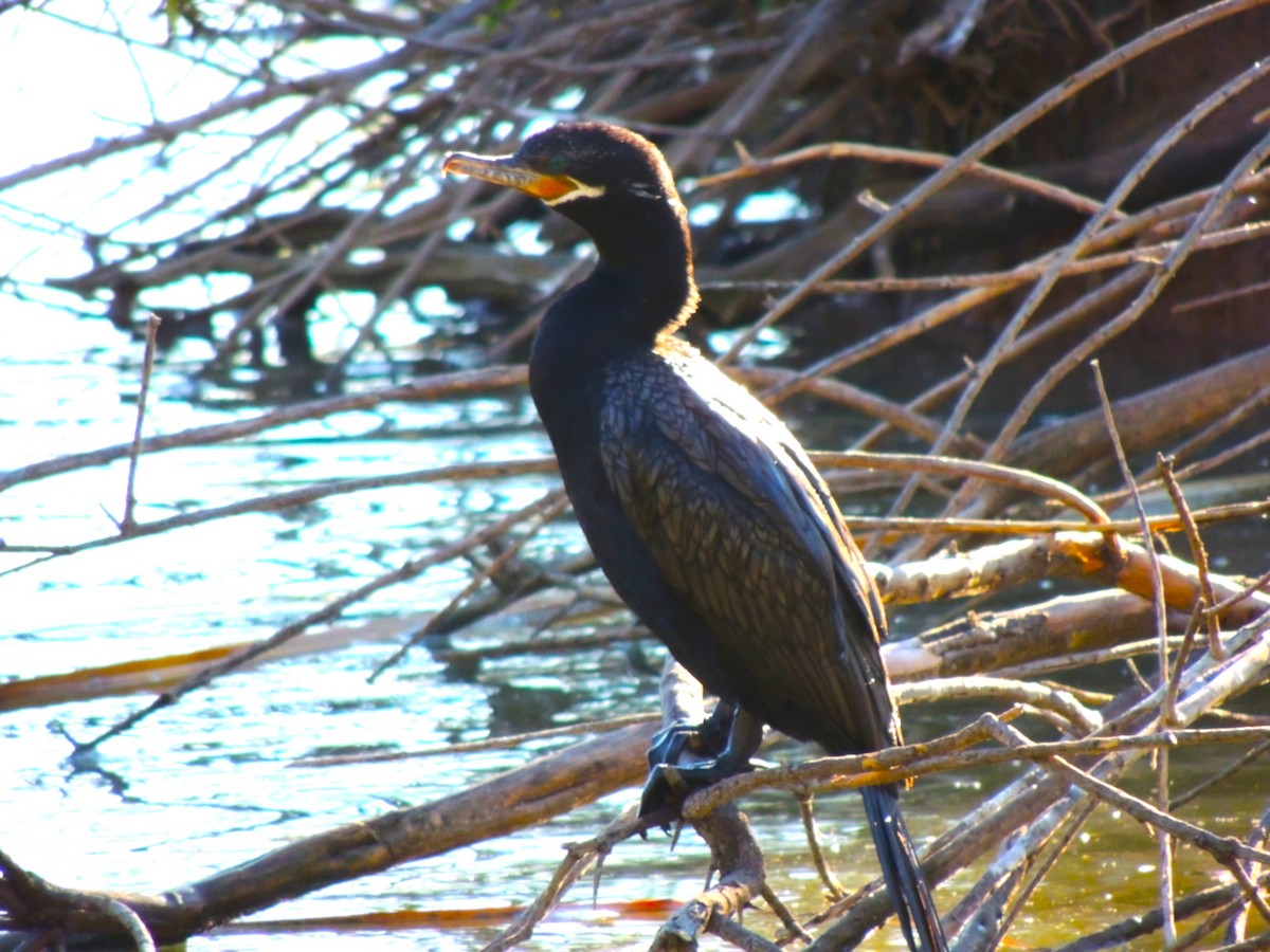 Cormorán Biguá - ML646868447