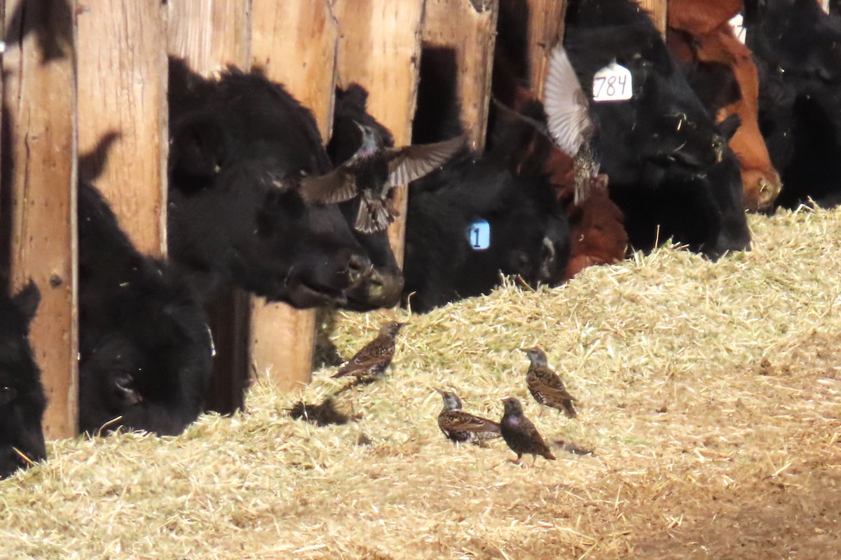 European Starling - ML646868448