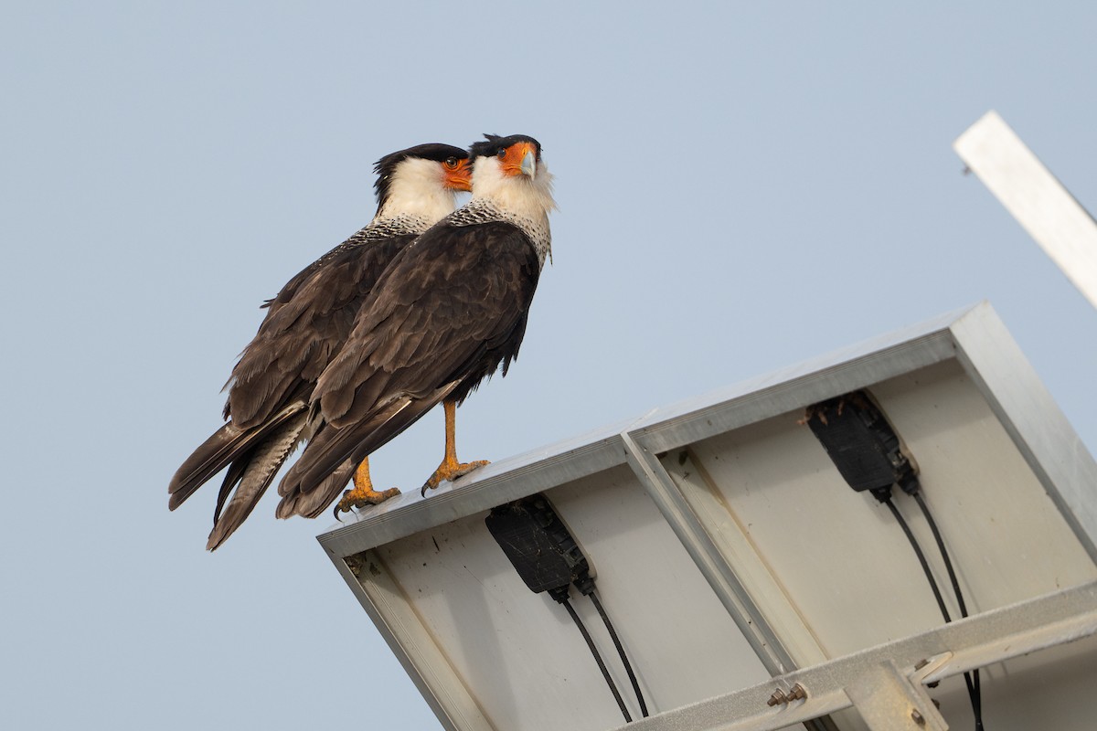 Crested Caracara - ML646868449