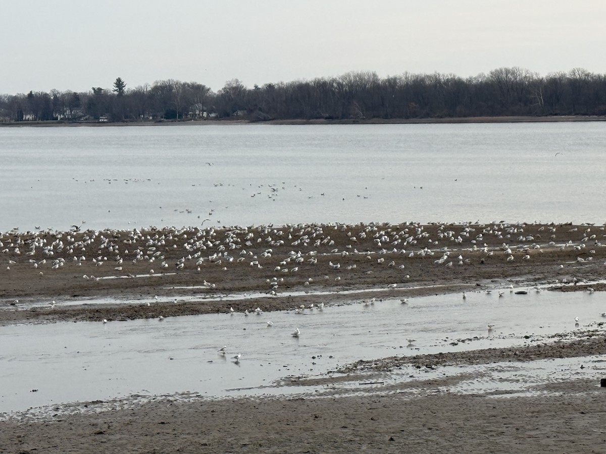 アメリカセグロカモメ - ML646868452