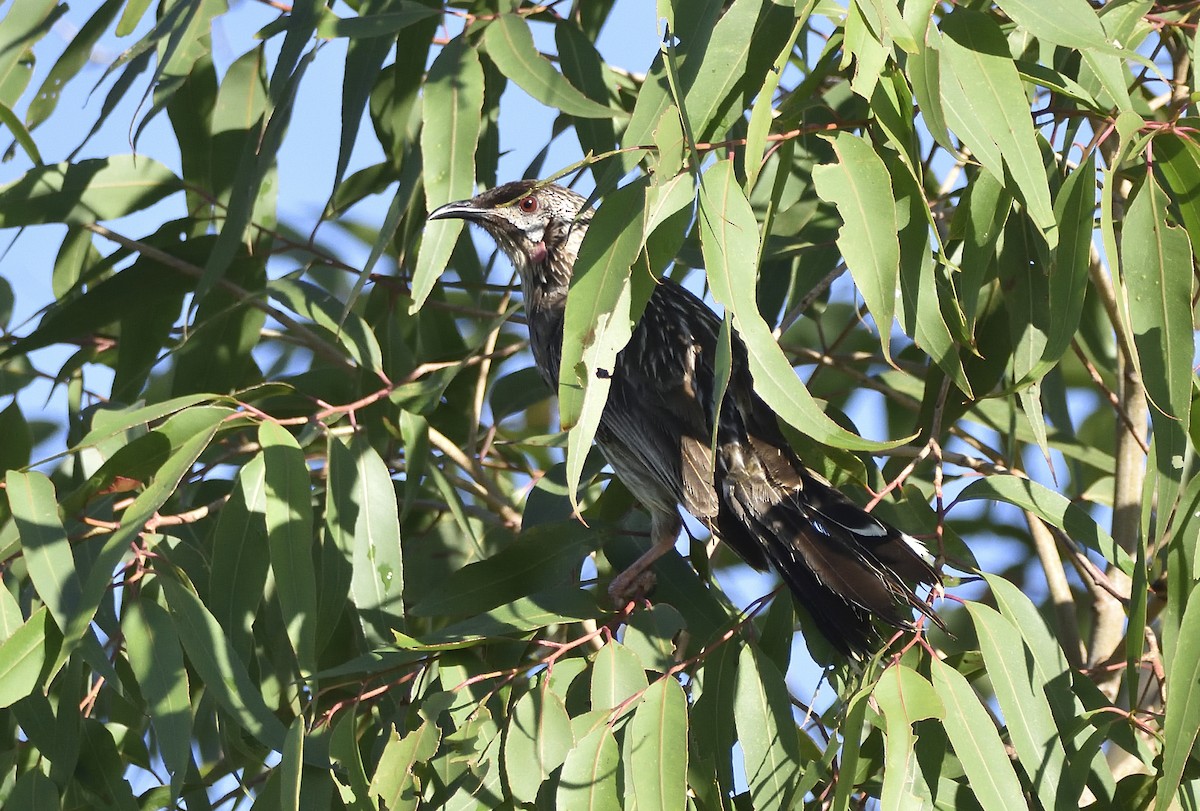 Медолюб-сережник середній - ML646868454