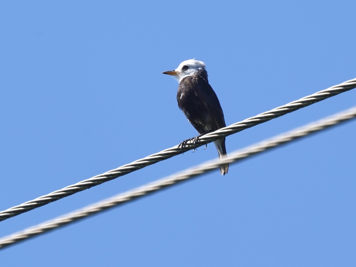 White-headed Marsh Tyrant - ML646868455