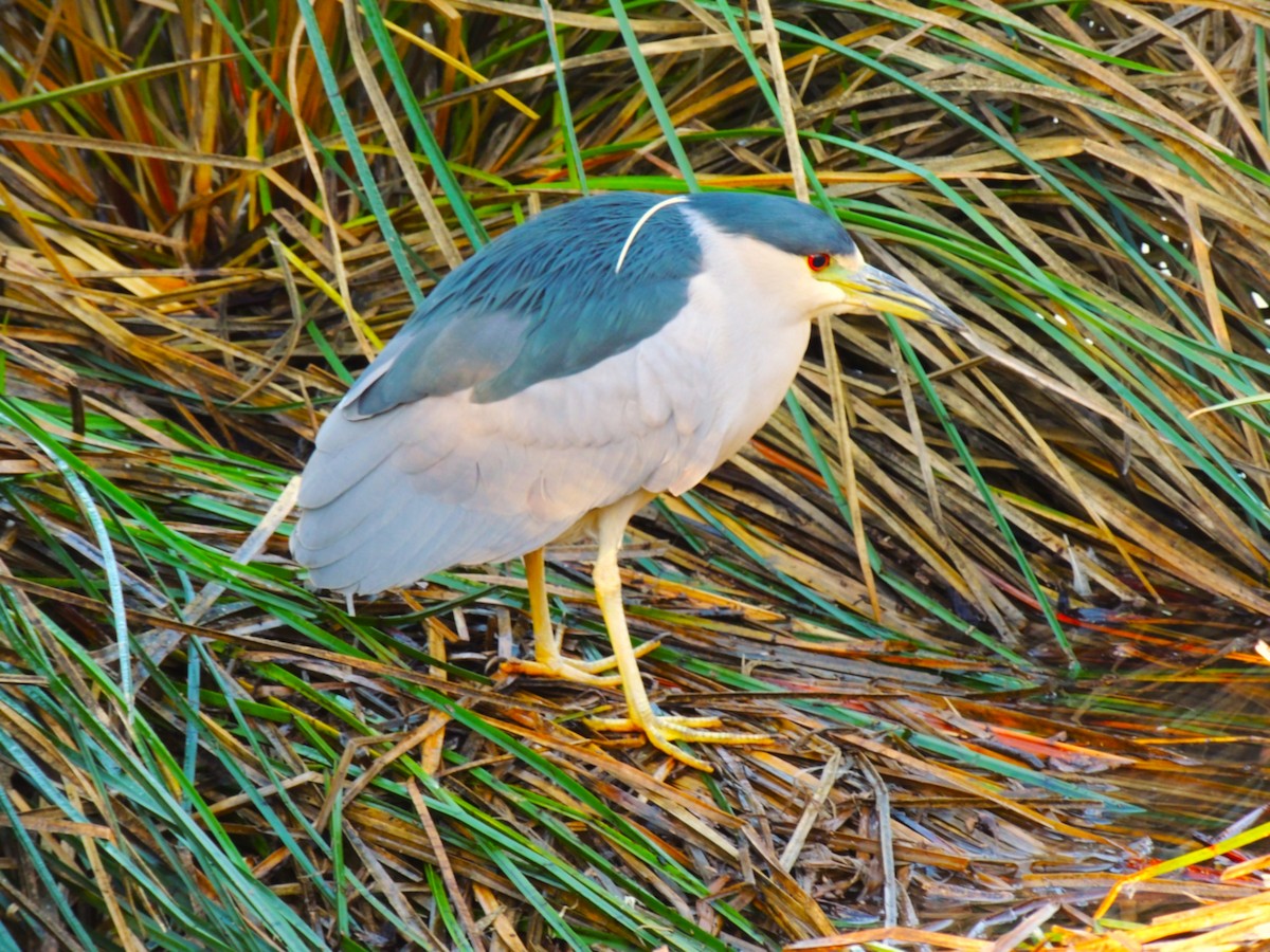 Martinete Común - ML646868459