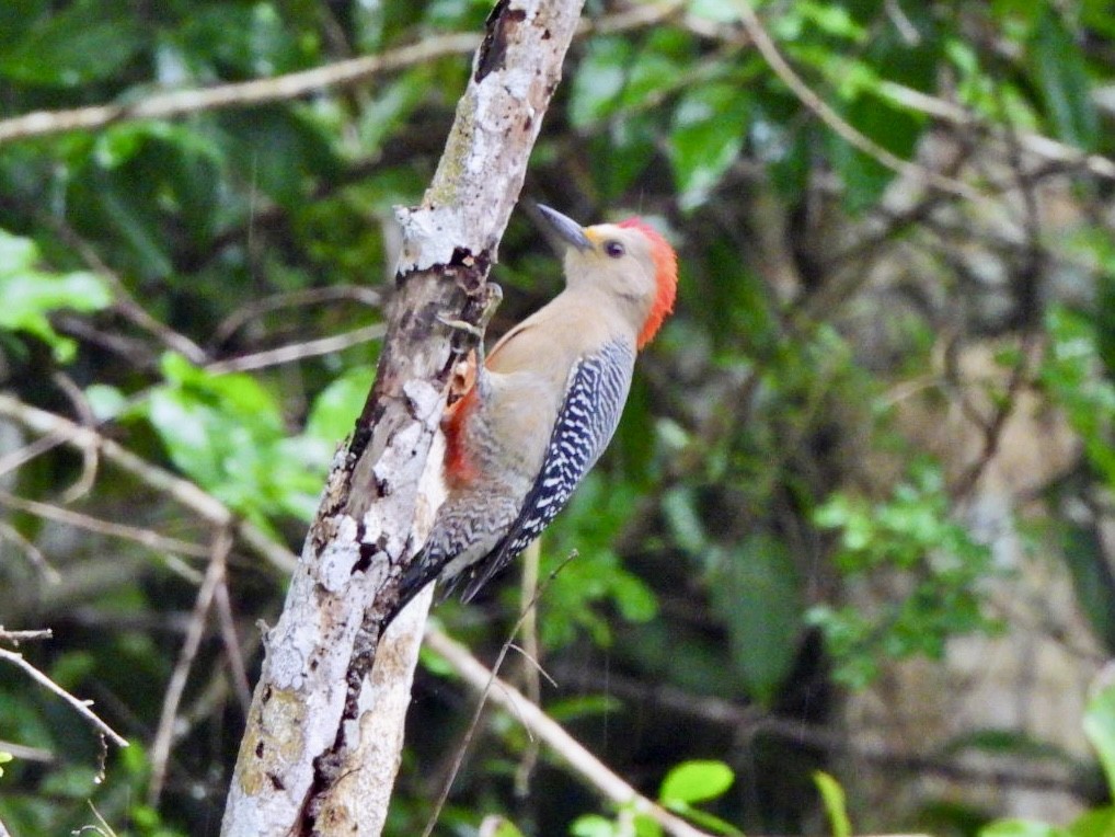 Yucatan Woodpecker - ML646868460