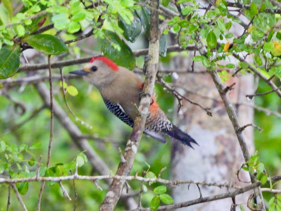 Yucatan Woodpecker - ML646868461