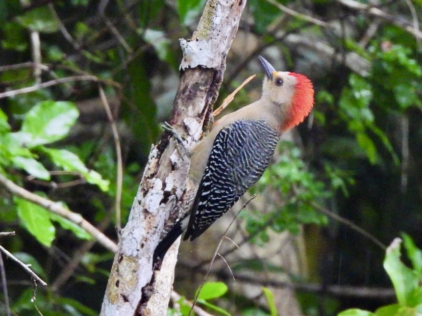 Yucatan Woodpecker - ML646868462