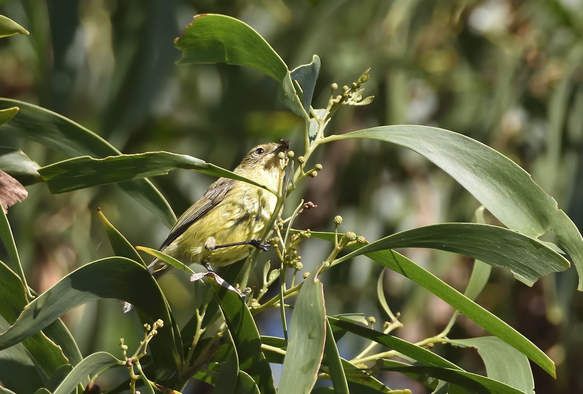 Шиподзьоб малий - ML646868463