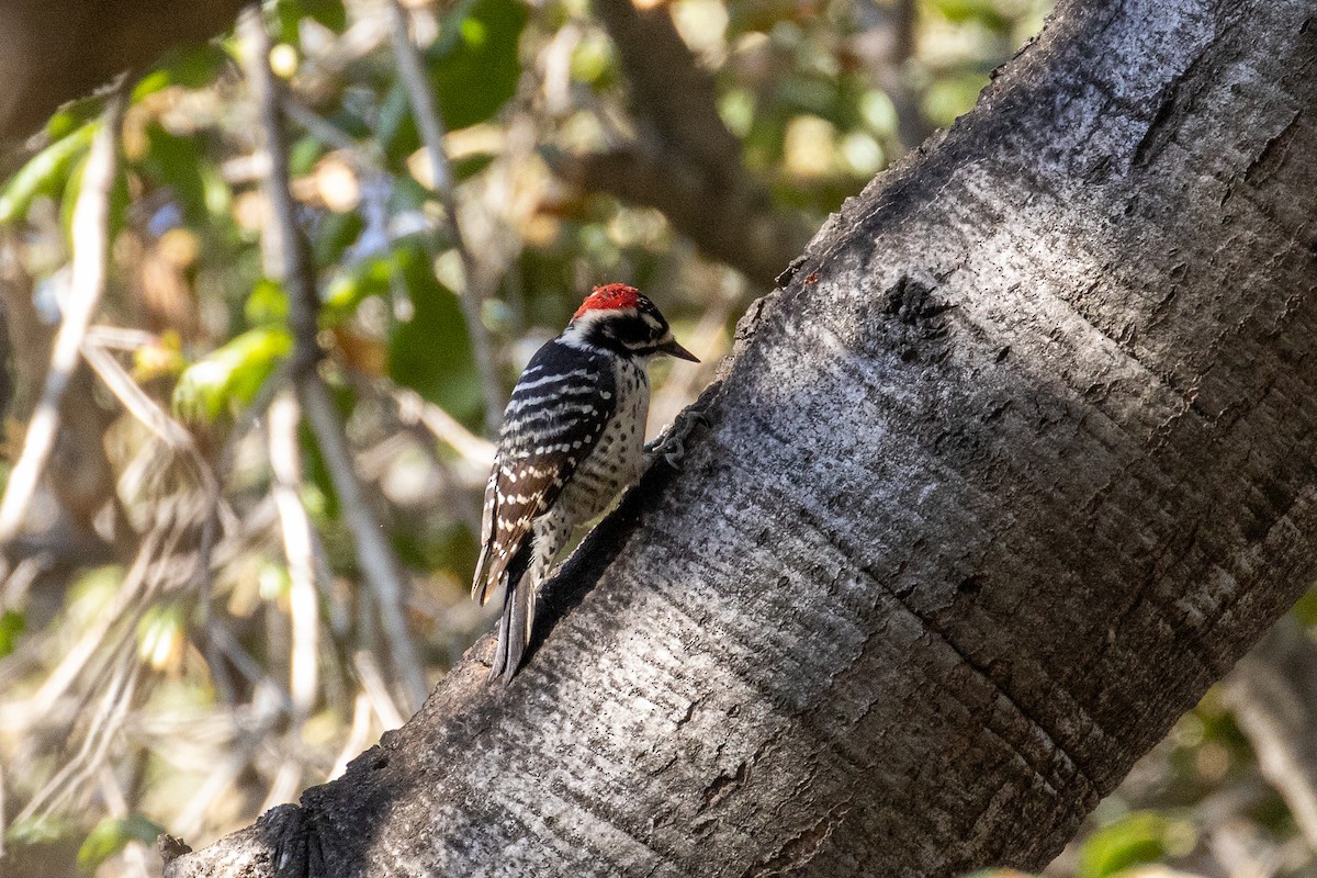 Nuttall's Woodpecker - ML646868465
