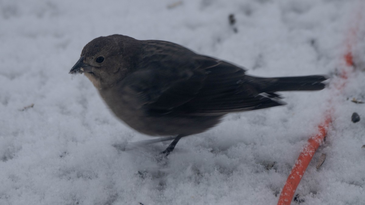 Brown-headed Cowbird - ML646868466