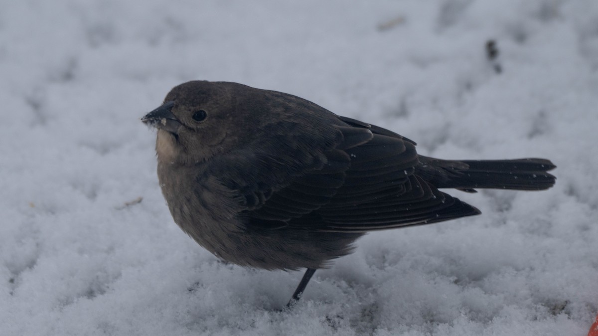 Brown-headed Cowbird - ML646868467