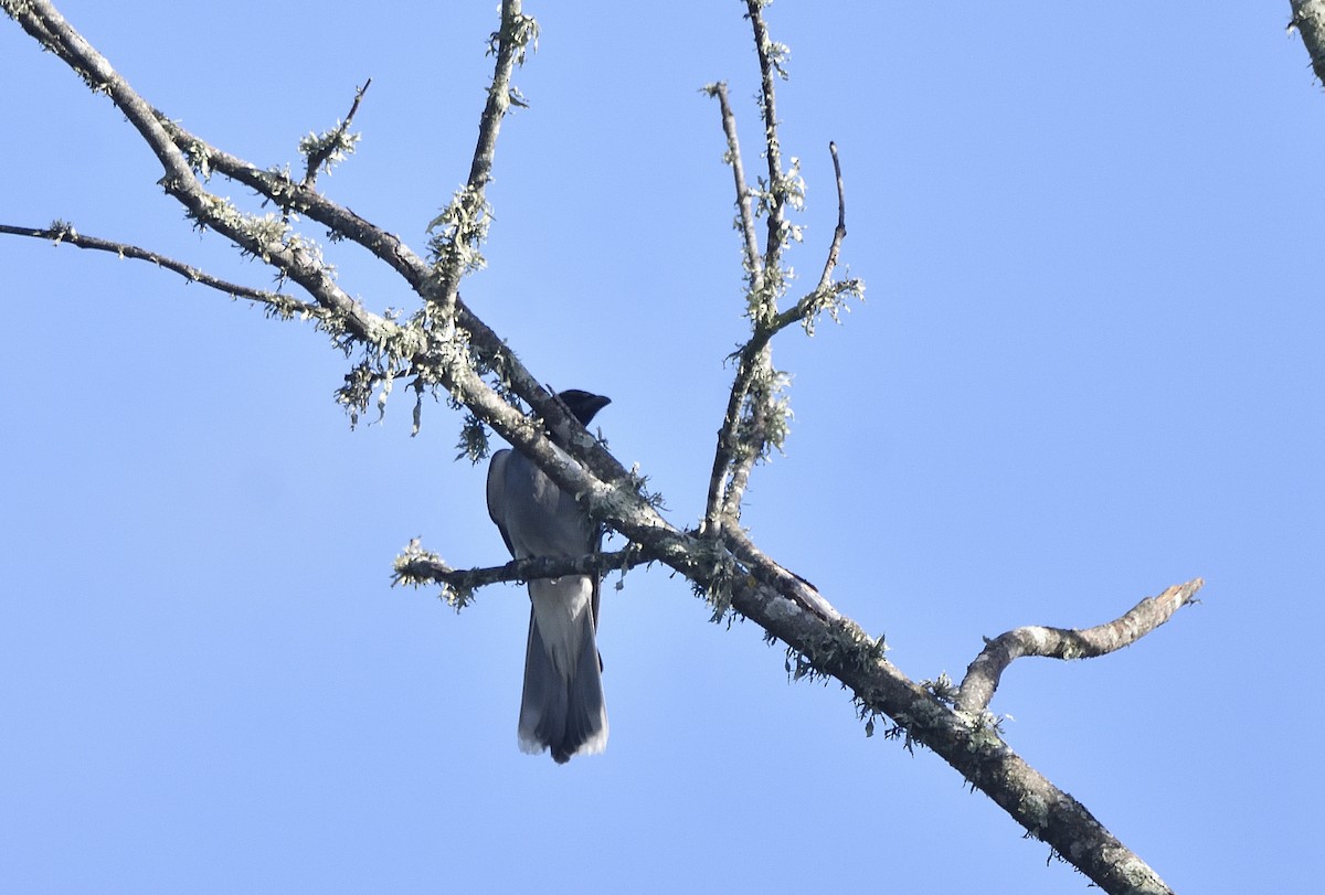 Шикачик масковий - ML646868468