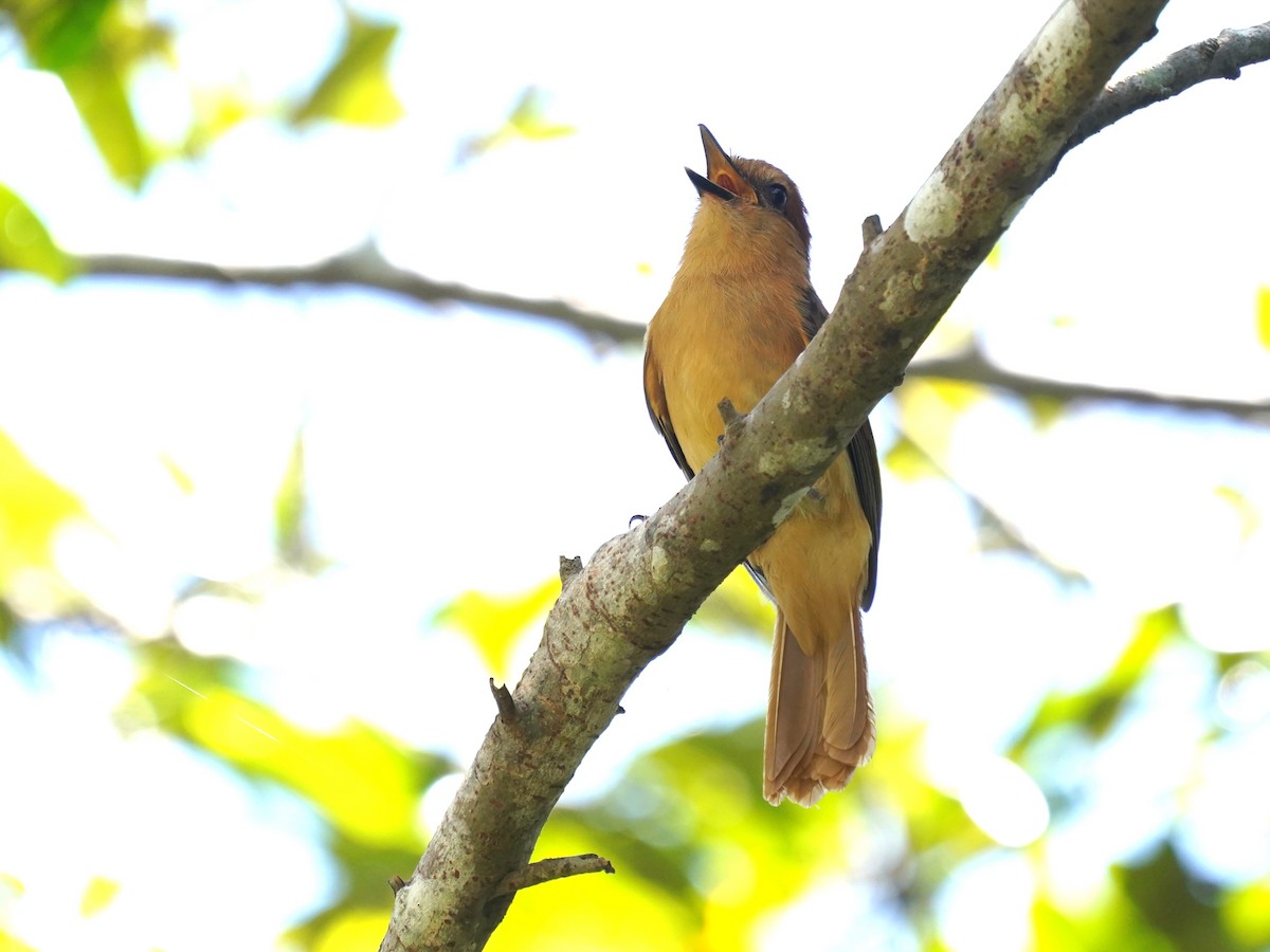 Cinnamon Attila - ML646868469