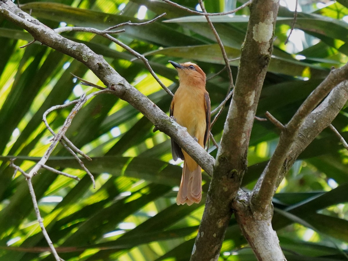 Cinnamon Attila - ML646868470