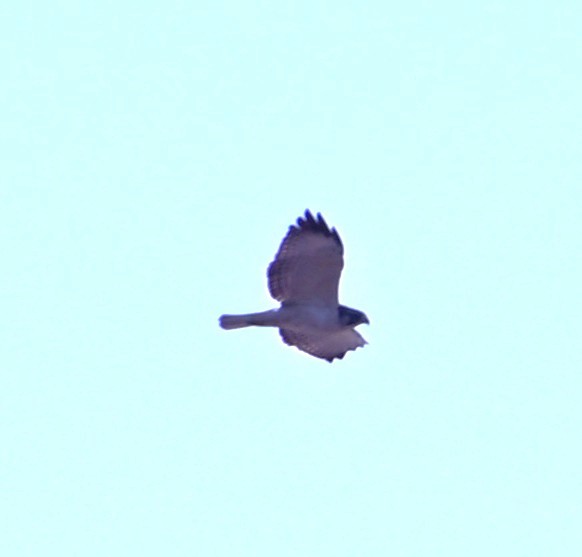 Short-tailed Hawk - ML646868472