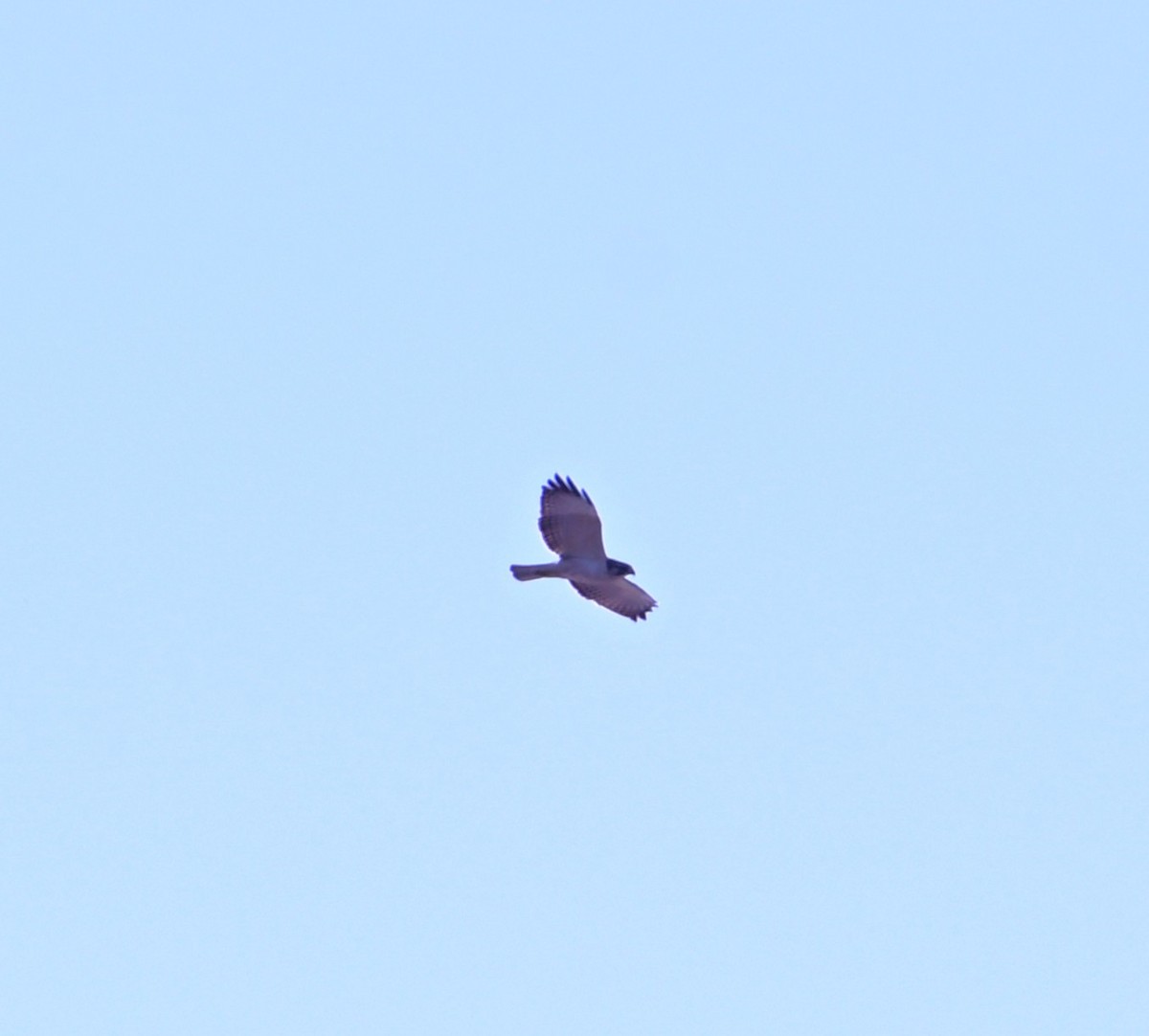 Short-tailed Hawk - ML646868473