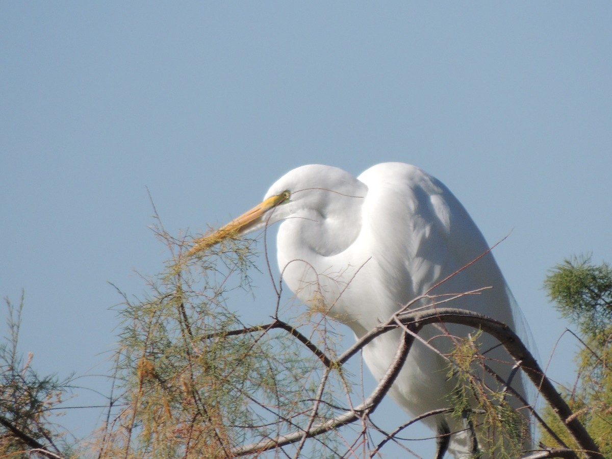 Garceta Grande - ML646868474