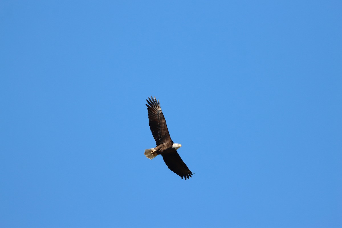Bald Eagle - ML646868476