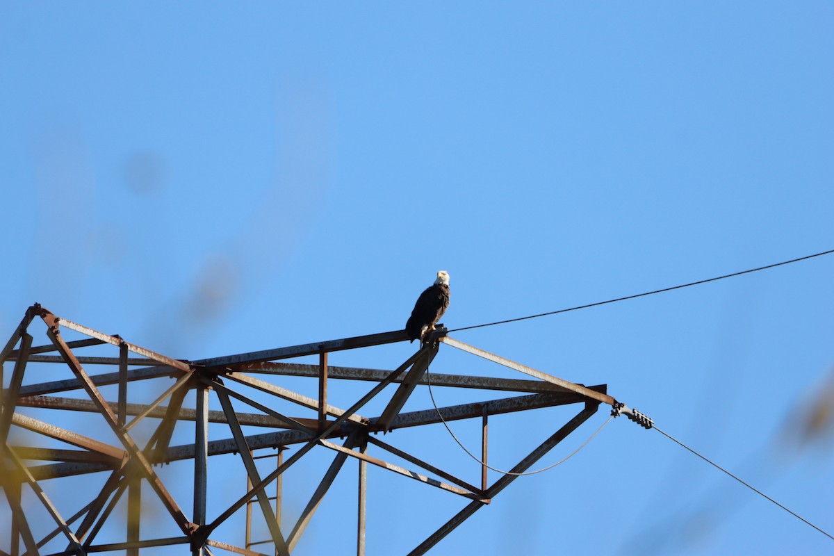 Bald Eagle - ML646868477