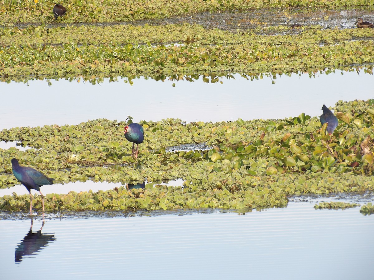 Султанка сіроголова - ML646868478