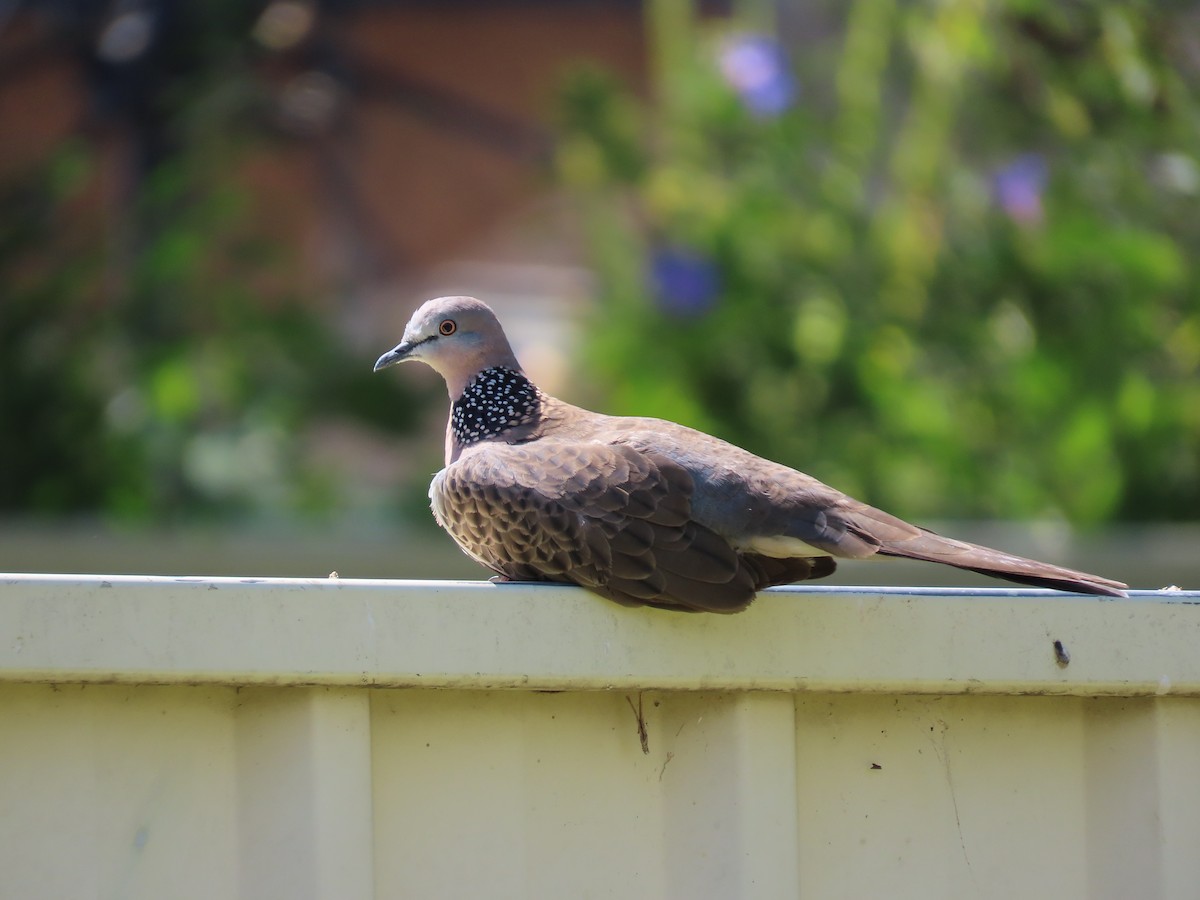 Горлиця китайська - ML646868479