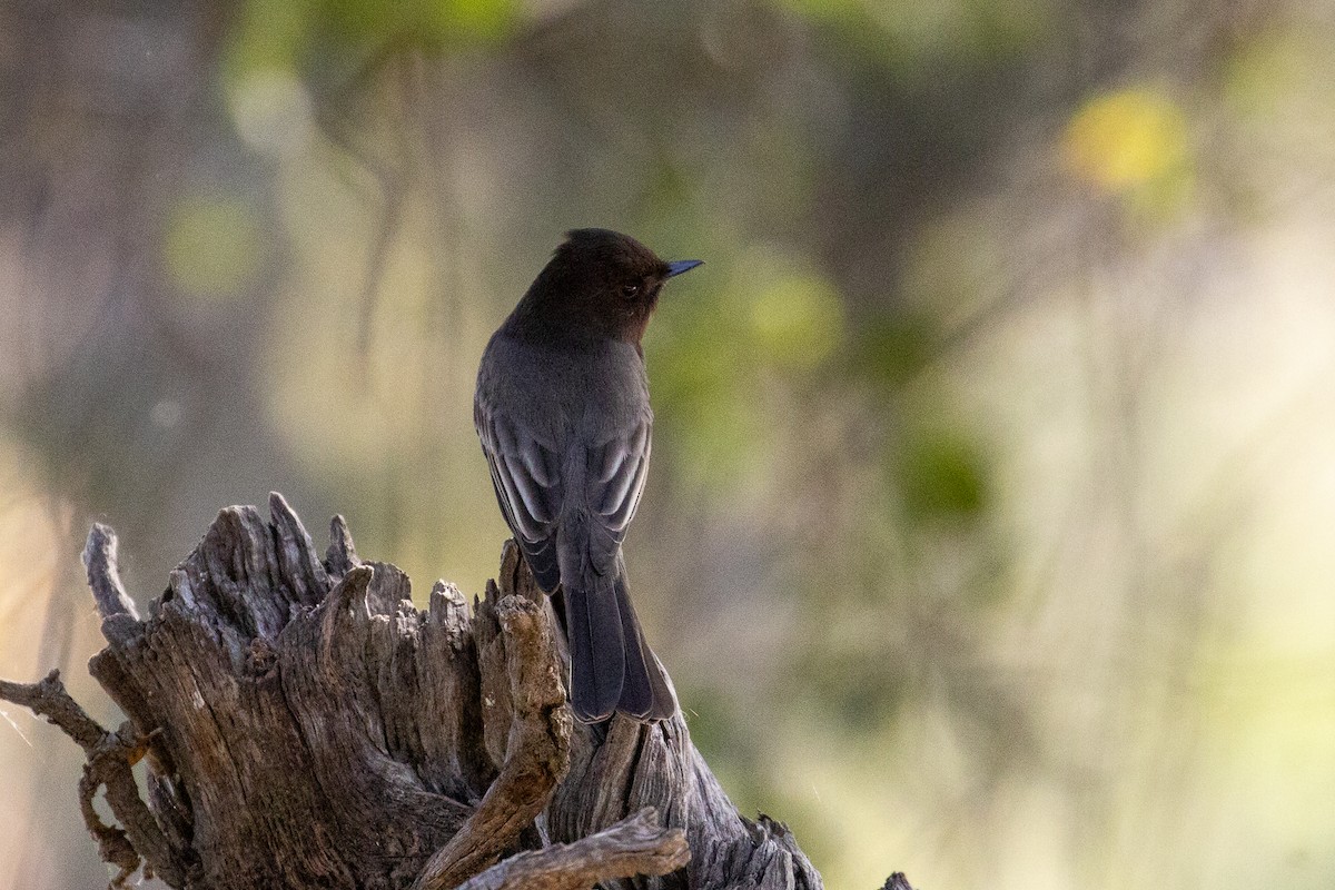 Феб чорний - ML646868480