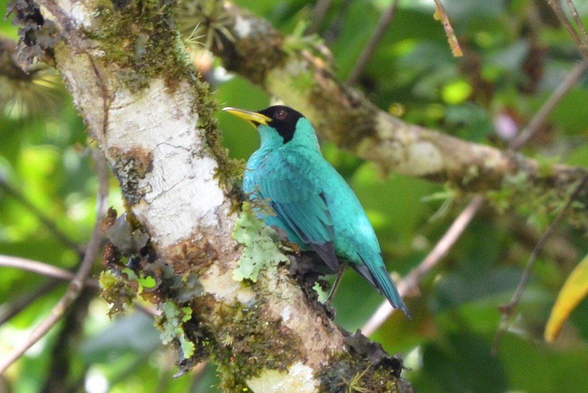 Саї великий - ML646868481