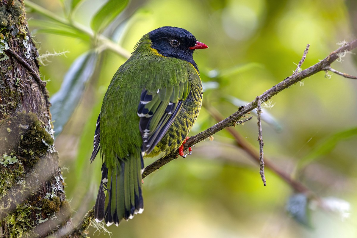 Плодоїд смугохвостий - ML646868482