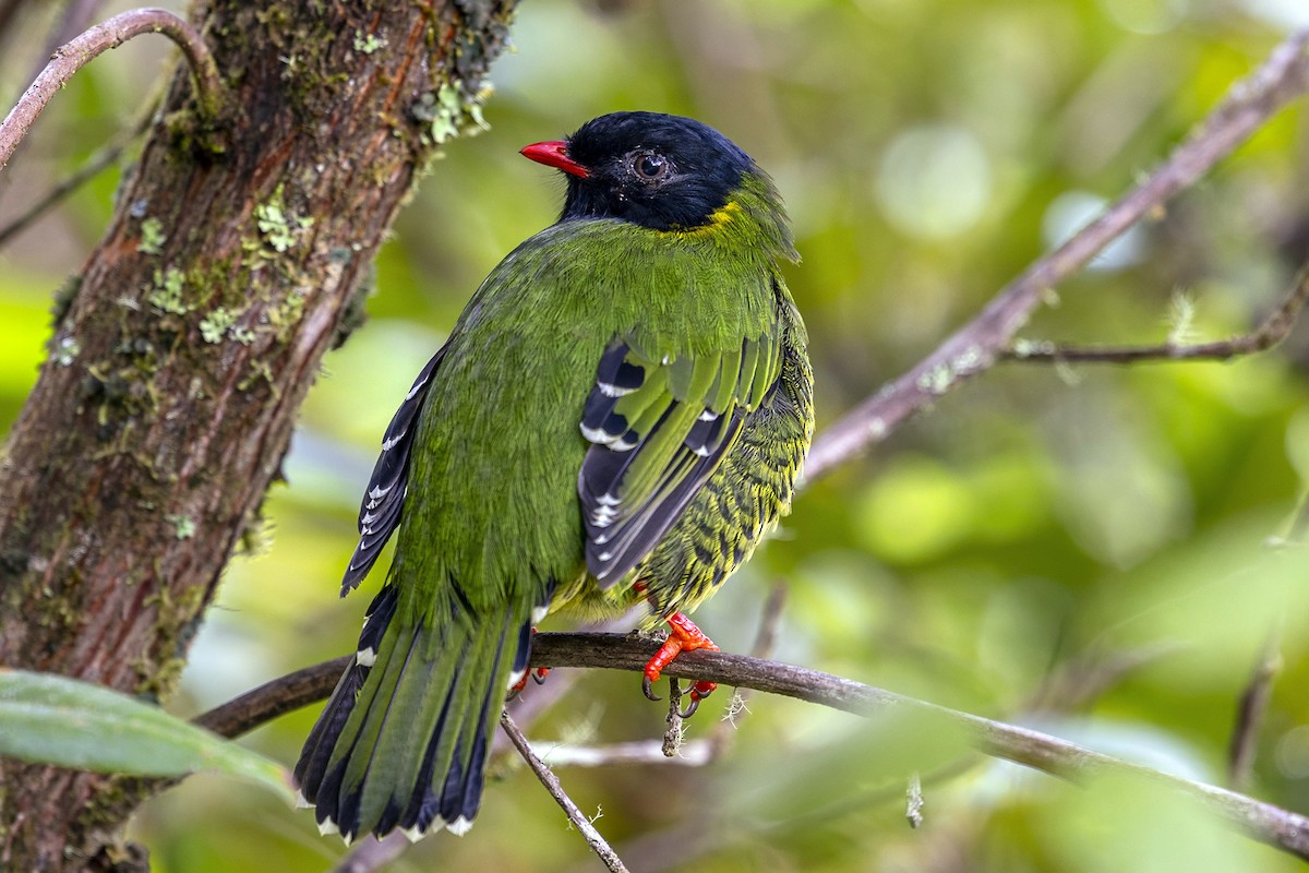 Плодоїд смугохвостий - ML646868483